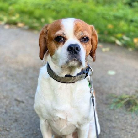 Beanie in 44319 Dortmund sucht sein Für-immer-Zuhause