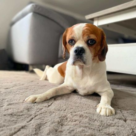 Beanie in 44319 Dortmund sucht sein Für-immer-Zuhause