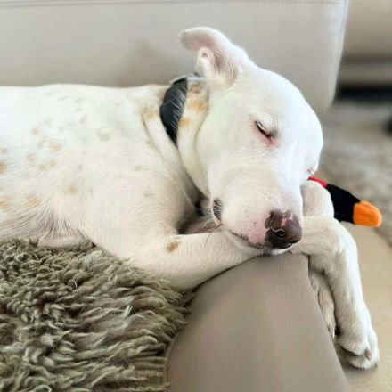 Zeno in 46325 Borken / 34508 Willingen sucht sein Für-immer-Zuhause