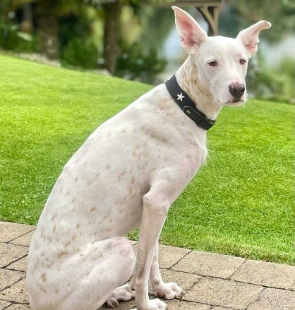 Zeno in 46325 Borken / 34508 Willingen sucht sein Für-immer-Zuhause