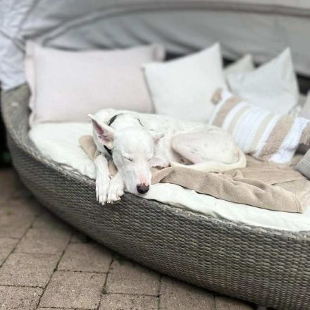 Zeno in 46325 Borken / 34508 Willingen sucht sein Für-immer-Zuhause