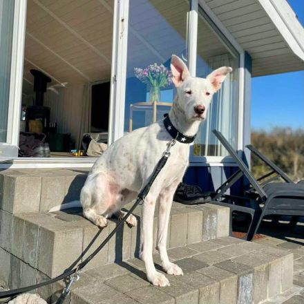 Zeno in 46325 Borken / 34508 Willingen sucht sein Für-immer-Zuhause
