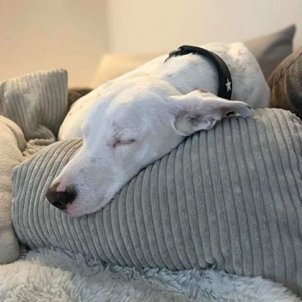 Zeno in 46325 Borken / 34508 Willingen sucht sein Für-immer-Zuhause