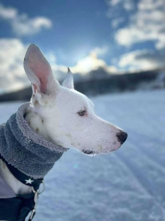 Zeno in 46325 Borken / 34508 Willingen sucht sein Für-immer-Zuhause