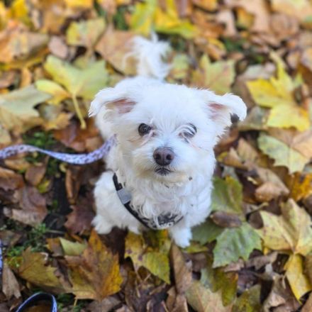 Darti in 66540 Neunkirchen sucht sein Für-immer-Zuhause
