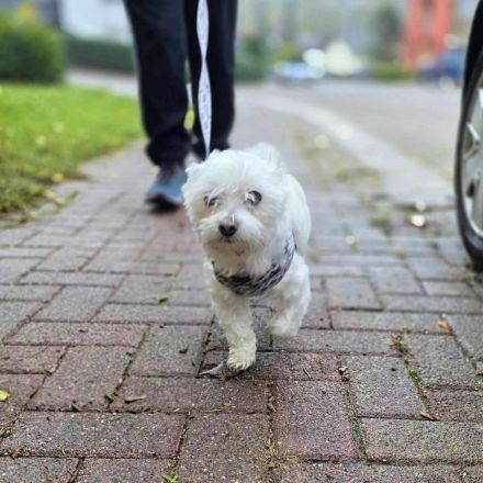 Darti in 66540 Neunkirchen sucht sein Für-immer-Zuhause