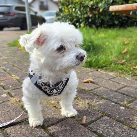 Darti in 66540 Neunkirchen sucht sein Für-immer-Zuhause