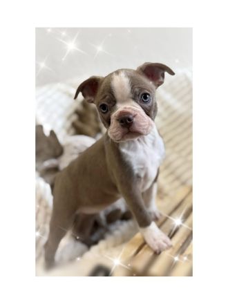 Bostonterrier Welpen aus Familien Aufzucht