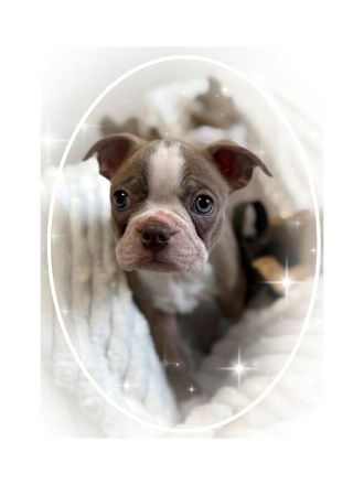 Bostonterrier Welpen aus Familien Aufzucht