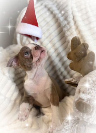 Bostonterrier Welpen aus Familien Aufzucht