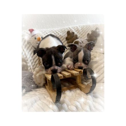 Bostonterrier Welpen aus Familien Aufzucht