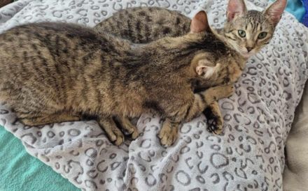 Ein Herz aus Samt: Lernen Sie den sanften Schnurrzel kennen