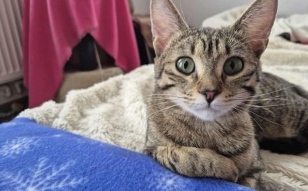 Ein Herz aus Samt: Lernen Sie den sanften Schnurrzel kennen