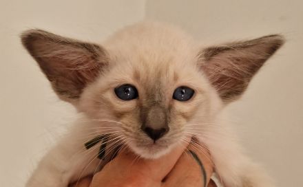 Siamesen Balinesen Orientalisch Kurzhaar / Langhaar kitten abzugeben