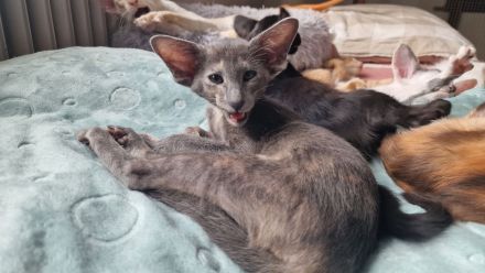 Siamesen Balinesen Orientalisch Kurzhaar / Langhaar kitten abzugeben