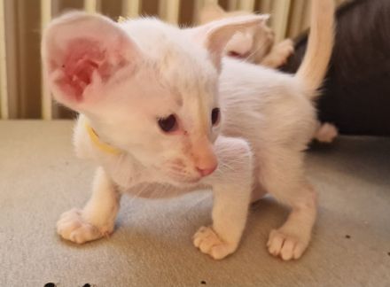 Siamesen Balinesen Orientalisch Kurzhaar / Langhaar kitten abzugeben