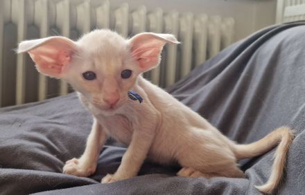 Siamesen Balinesen Orientalisch Kurzhaar / Langhaar kitten abzugeben