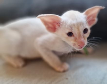 Siamesen Balinesen Orientalisch Kurzhaar / Langhaar kitten abzugeben