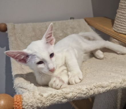 Siamesen Balinesen Orientalisch Kurzhaar / Langhaar kitten abzugeben