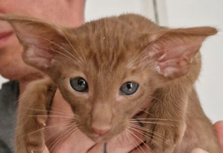 Siamesen Balinesen Orientalisch Kurzhaar / Langhaar kitten abzugeben