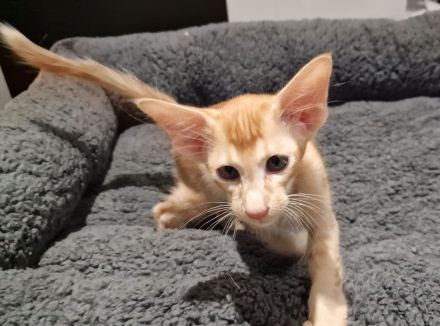 Siamesen Balinesen Orientalisch Kurzhaar / Langhaar kitten abzugeben