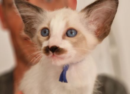 Siamesen Balinesen Orientalisch Kurzhaar / Langhaar kitten abzugeben