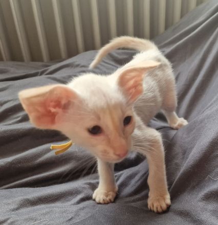 Siamesen Balinesen Orientalisch Kurzhaar / Langhaar kitten abzugeben