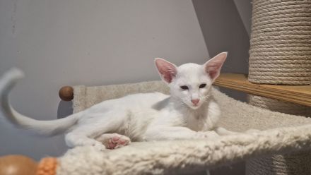 Siamesen Balinesen Orientalisch Kurzhaar / Langhaar kitten abzugeben