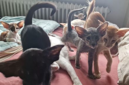 Siamesen Balinesen Orientalisch Kurzhaar / Langhaar kitten abzugeben