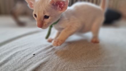 Siamesen Balinesen Orientalisch Kurzhaar / Langhaar kitten abzugeben