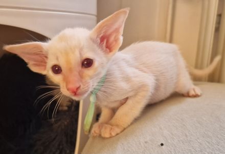 Siamesen Balinesen Orientalisch Kurzhaar / Langhaar kitten abzugeben