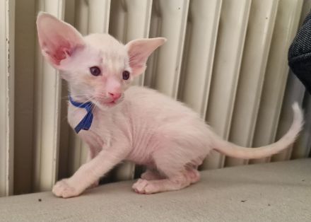 Siamesen Balinesen Orientalisch Kurzhaar / Langhaar kitten abzugeben