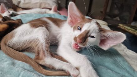 Siamesen Balinesen Orientalisch Kurzhaar / Langhaar kitten abzugeben