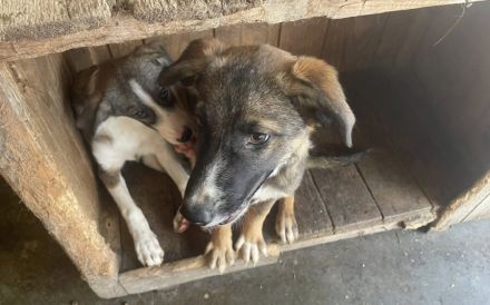 Unser Sternchen ist Sterretje