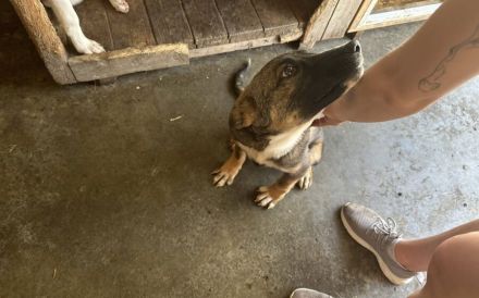 Unser Sternchen ist Sterretje