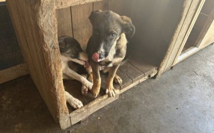 Unser Sternchen ist Sterretje