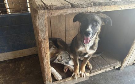 Unser Sternchen ist Sterretje