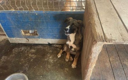 Unser Sternchen ist Sterretje