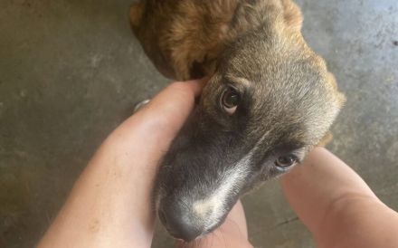 Unser Sternchen ist Sterretje