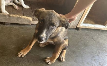 Unser Sternchen ist Sterretje