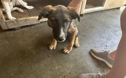 Unser Sternchen ist Sterretje