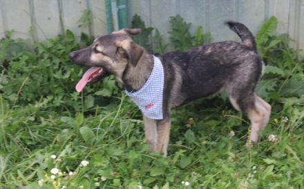 Buddi sucht seinen Buddy