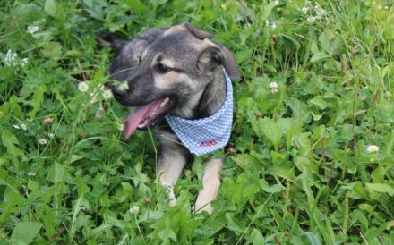 Buddi sucht seinen Buddy