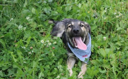 Buddi sucht seinen Buddy