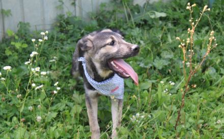 Buddi sucht seinen Buddy