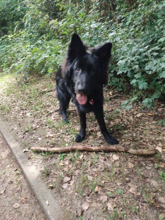 Deutsche Schäferhund Rüde 11 Monate mit Papieren