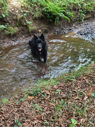 Deutsche Schäferhund Rüde 11 Monate mit Papieren