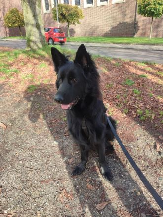 Deutsche Schäferhund Rüde 11 Monate mit Papieren