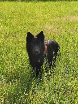 Deutsche Schäferhund Rüde 11 Monate mit Papieren