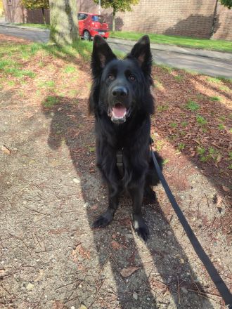 Deutsche Schäferhund Rüde 11 Monate mit Papieren